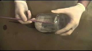 Make Green Fluorescent Crystals from Terbium Metal [upl. by Eitisahc]