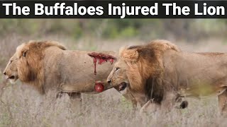 The Buffaloes Injured The Lion amp His Condition is Very Delicate  Kruger National Park South Africa [upl. by Randee752]