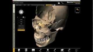 Exploring the Ethmoid Bone in 3D with Skeleton Premium [upl. by Divadleahcim]