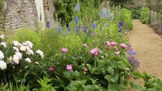 Rose Delphinium and Peony plant combination for cottage garden [upl. by Kiersten]