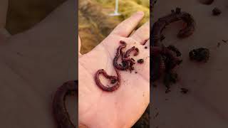 केचुआ Eisenia Fetida Earth worms [upl. by Assiron]