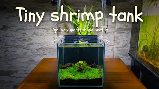 2gallon shrimp tank New tank set up [upl. by Yeknarf945]