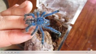 Caribena Versicolor  The Caribbeans most beautiful tarantula Care rehousing and fun [upl. by Buerger4]