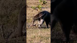 Cute Giant Anteater shortvideo viral shorts [upl. by Airamat]