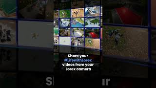 Life with Lorex Contest contest securitycamera trendingvideo [upl. by Ereveniug]