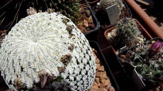 mammillaria pectinifera [upl. by Marinelli]