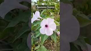 ipomoea carnea nature flowers floweringplant shortvideo [upl. by Amir]