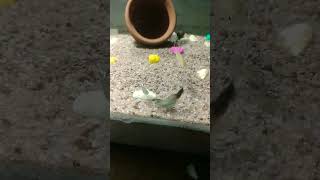 🤯 Emergency in fish tank aquariumpets guppy aquariumfishtank aquarium guppyfishtank [upl. by Enialahs409]