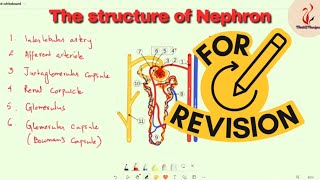 The structure of Nephron [upl. by Kali559]