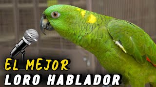 LORO Nuca AMARILLA 🦜 El MEJOR LORO HABLADOR 🏆 [upl. by Seamus]