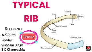 Typical Ribs Anatomy Bangla DemoDetails from all main bookPass amp Hons [upl. by Greenebaum]