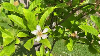 Medlar Trees Grow Something Different [upl. by Karalee630]