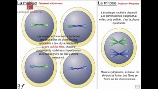 Une comparaison entre la mitose et la méiose Animation shorts [upl. by Ludovika]