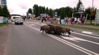 dziki krynica morska 23072013 [upl. by Carline]