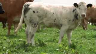 Belgian Blue  Quality Irish Livestock [upl. by Poirer]