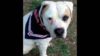 ❤Cute Puppies Love the Boston Red Sox Tessie Song❤ [upl. by Carmina]