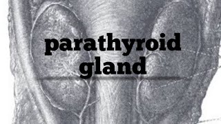 Parathyroid gland physiology structureHormone [upl. by Ellesij171]