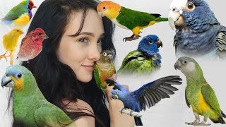 Pros and Cons of These Top 10 Beginner Parrots  Parakeets Conures Parrots and More [upl. by Grof]