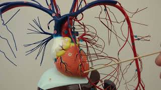 Cardiovascular System Blood Vessels of Head Neck and Thorax [upl. by Aridaj425]