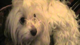 Maltese dog getting angry and snips fast [upl. by Fremont]