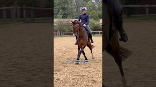 Lässt du dein Pferd von anderen reiten 🤔🐴 pferd horse equestrian pferde horses pferdeliebe [upl. by Ogires]