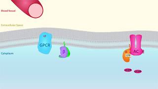 GPCR Scientific Animation [upl. by Swec71]