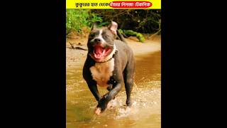 কুকুরের হাত থেকে বাঁচার নিনজা টেকনিক 🐕‍🦺 [upl. by Hullda]