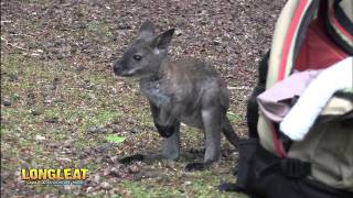 Wallaby Baby Rescued By Keepers [upl. by Kirwin544]