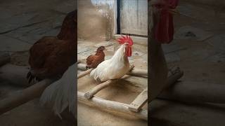 Rooster Crowing 🐓📢🤩 S04E06 shorts [upl. by Ahsiekahs]