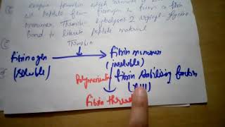 Conversion of prothrombin to thrombin conversion of fibrinogen to fibrin [upl. by Bill616]