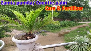 Zamia pumila Coontie palm care amp fertilizer Best Ornamental plant [upl. by Einttirb110]