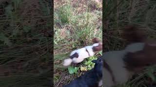 Sweeping up after a drive gundogs labradorretriever springerspaniel [upl. by Haraz352]