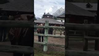 May 19 2024 Boundary Ranch Horseback riding Kananaskis AB [upl. by Havelock51]