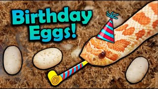 My Favorite Snake Laid Eggs on my Birthday [upl. by Lirpa]