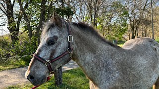 Bolting Horse [upl. by Pansie92]