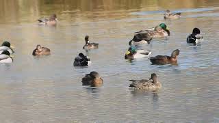 Various ducks at Quincy wastewater treatment plant Nov 12 2024 [upl. by Yedorb]