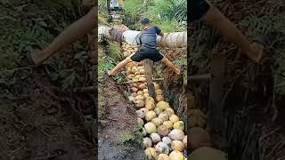 Ide kreatif petani kelapa remix shortvideo [upl. by Kcod]