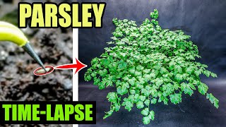 Growing Italian Parsley From Seed Time Lapse 99 Days [upl. by Yarehs]