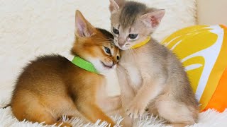 Little cute Abyssinian kittens and their friends Burmese kittens [upl. by Alyam]