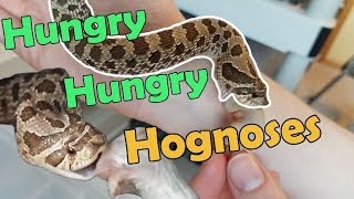 Feed My Pet Friday Hognose Snakes II [upl. by Wolbrom435]