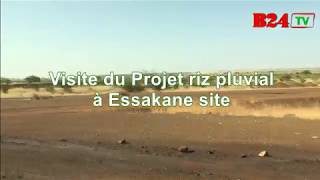 Riziculture  L’expérience réussie de la mine d’Essakane au Sahel [upl. by Bennet]