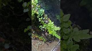 vivarium trimming after 46 days part 1 vivarium plants [upl. by Eleynad]