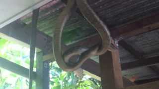 Snakes perform a dominance dance in the Daintree Rainforest [upl. by Airtap67]