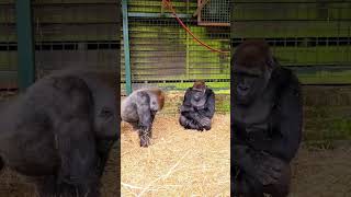 Watch these teenage males playing This behaviour is important silverbacks gorilla play [upl. by Aelat]