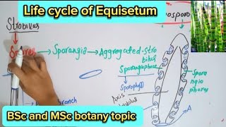 Life cycle of equisetumSporangia of equisetumMale and female gametophyte of equisetum [upl. by Claribel]