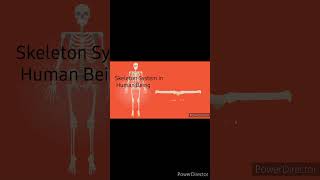 Human Skeleton System shortsfeed [upl. by Nosro]