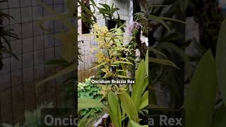 Anggrek Oncidium Brassia Rex anggrek anggrekonline anggrekmurah [upl. by Orpah13]