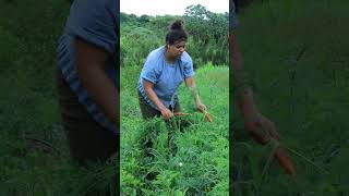 capinando agricultura agroecologia vidanaroça capina agriculturafamiliar [upl. by Evonne]