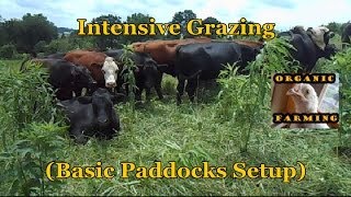 Intensive Grazing Basic Paddocks Setup [upl. by Nomed]