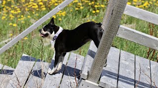 Common Boston Terrier Health Problems [upl. by Askari]